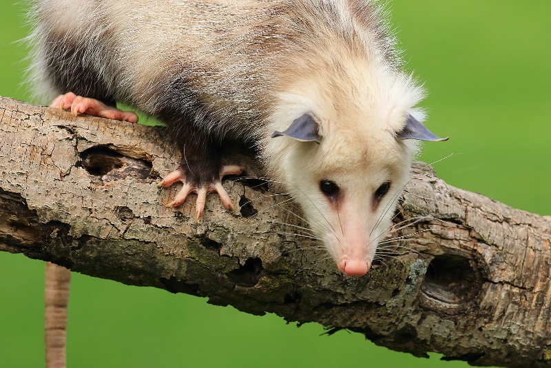 Possum