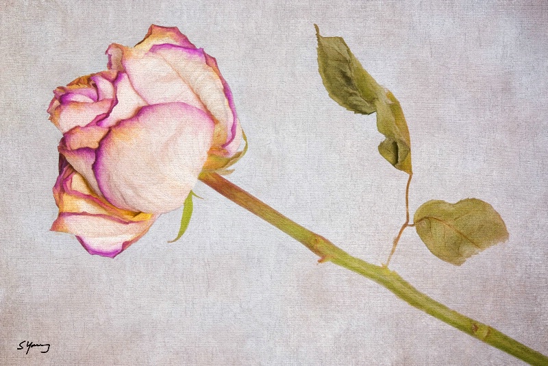 Fading Rose - ID: 15153966 © Richard S. Young