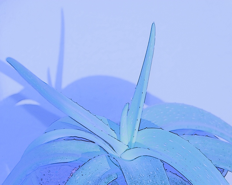 Blue Aloe