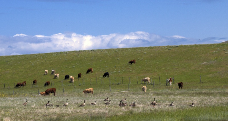 Canada Geese and Cattle 
