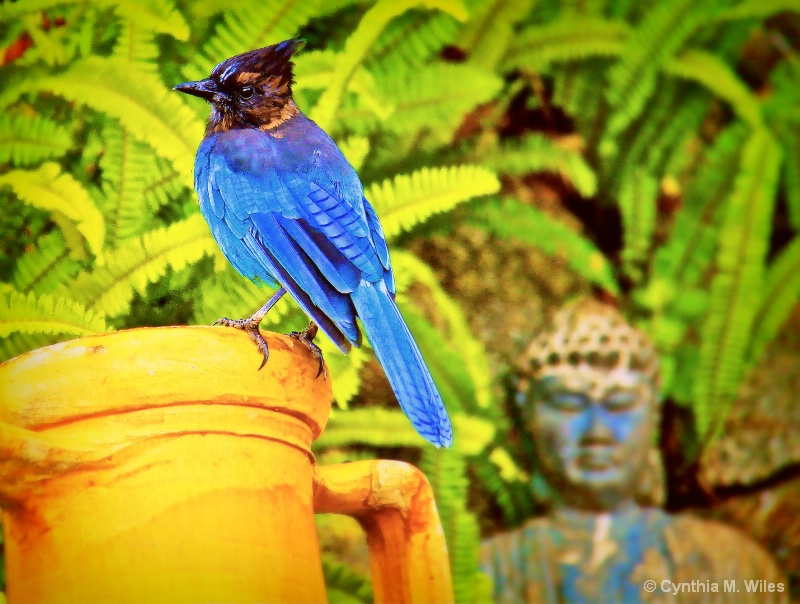 Blue Bird at Nepenthe