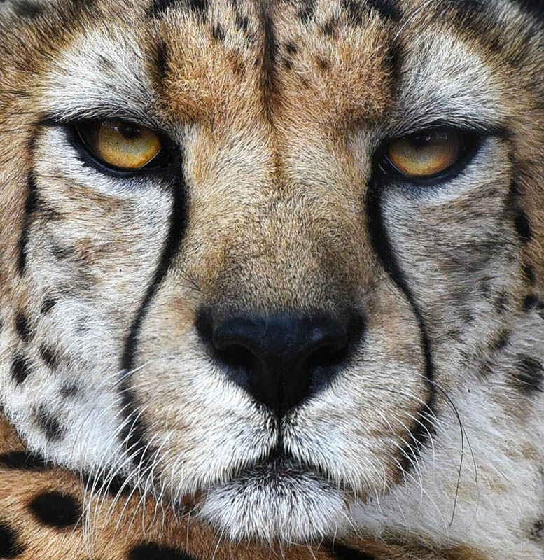 Face Of The Cheetah