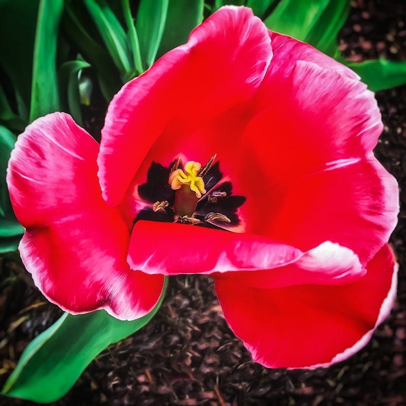 Red Tulip