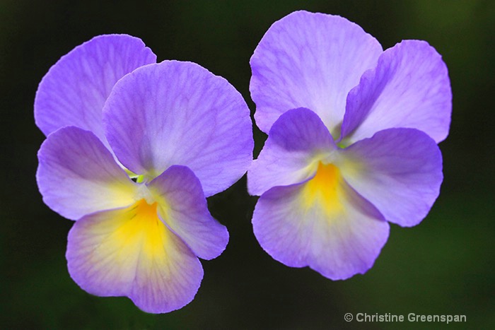 Pansies