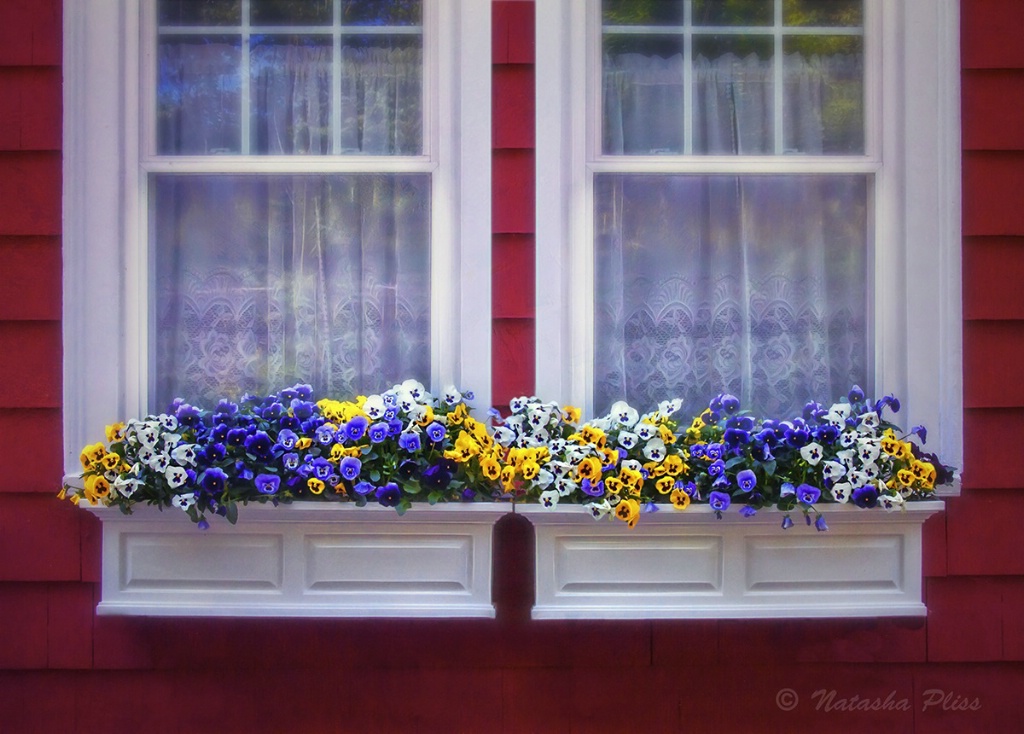 Summer windows