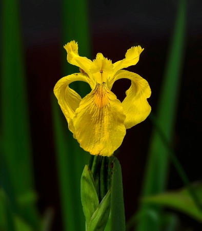 Flag Iris