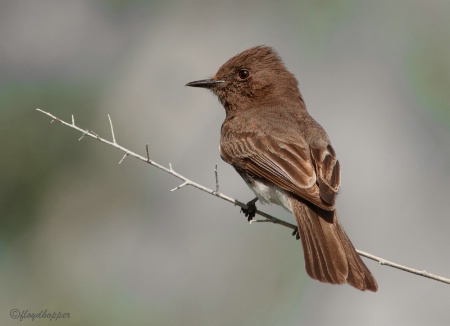 Black Phoebe