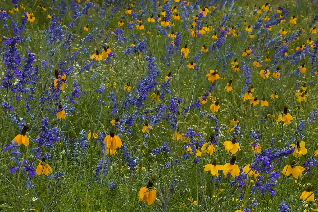 West Texas Wildflowers - ID: 15154638 © Kenneth A. Wilson
