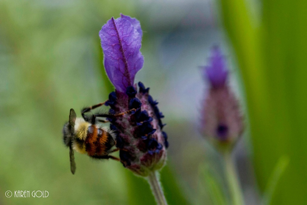 Honey Bee and Lavender