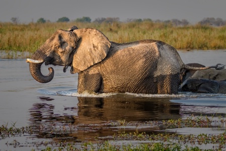 Water Crossing  5513