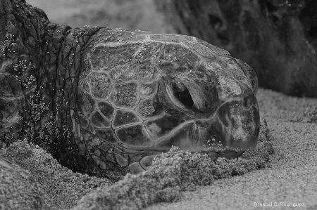 Turtle Face BW