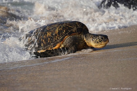 Turtle Coming Ashore