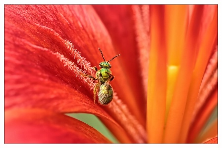 green metallic bee