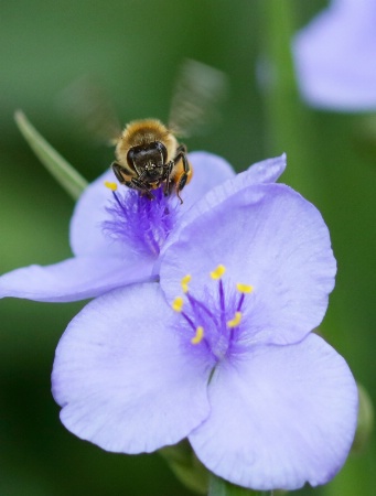 Bee