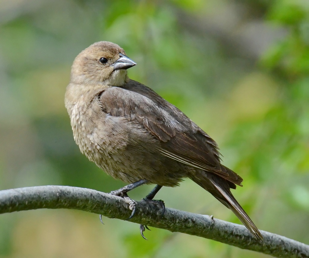 Brown-headed Cowbird female