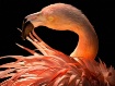Ruffled Feathers