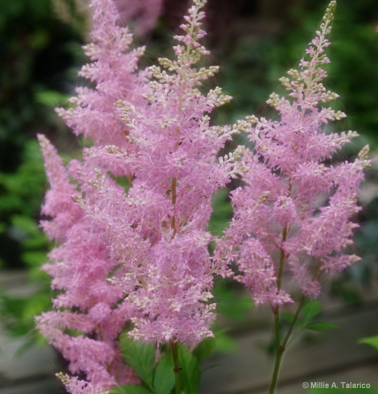 Astilbe