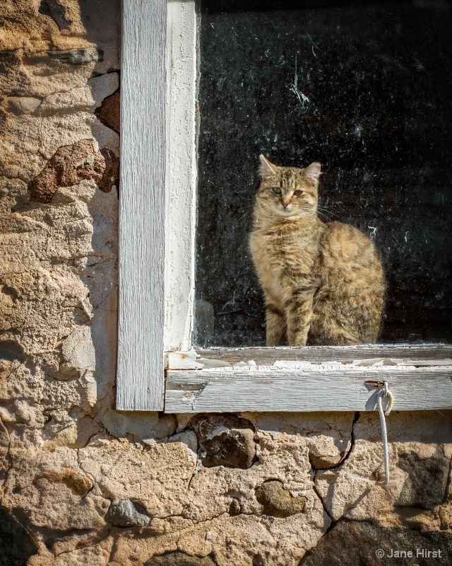 The Barn Cat