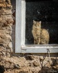 The Barn Cat