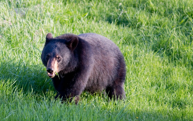 Spring Bear -- Parc Forillon