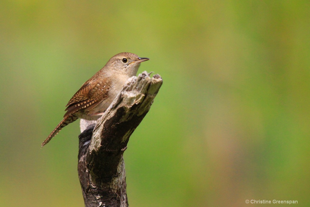 House Wren