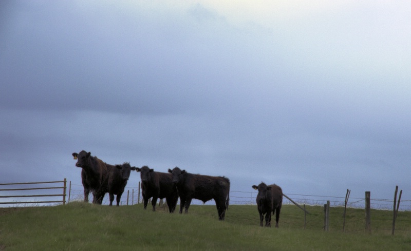 Cattle at the Fence 