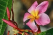 Morning Plumeria