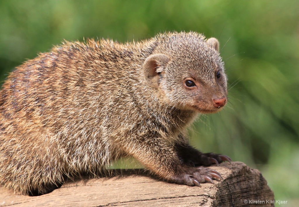Baby Banded Mongoose