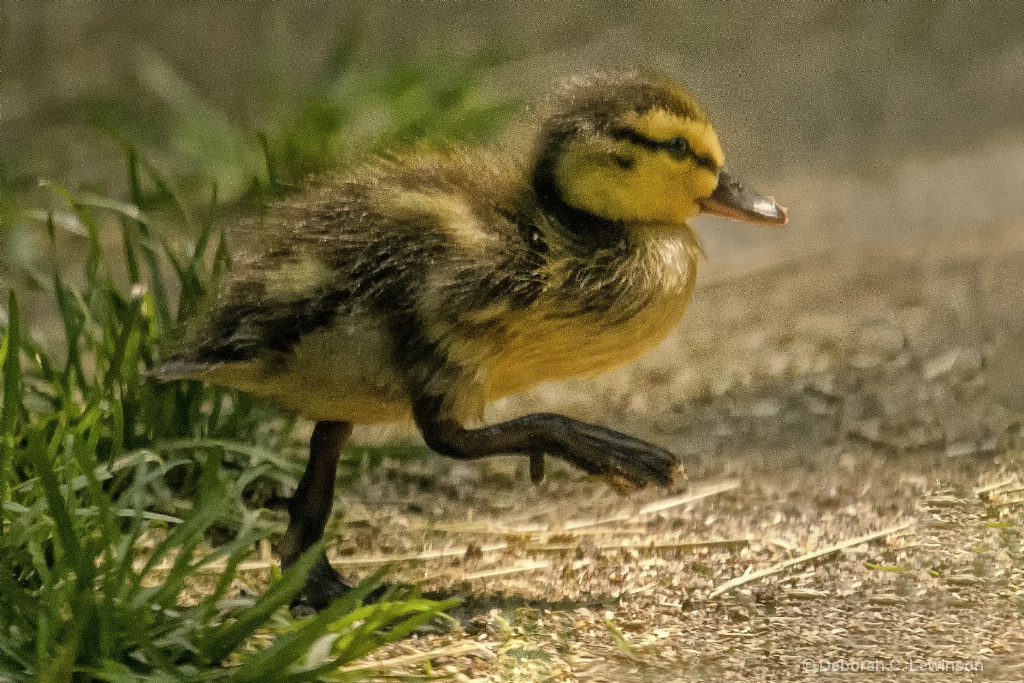 First Steps