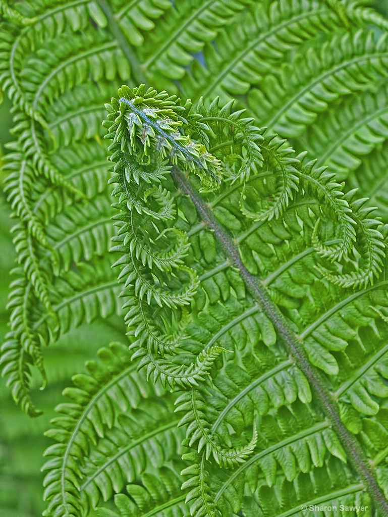 Fern Fronds