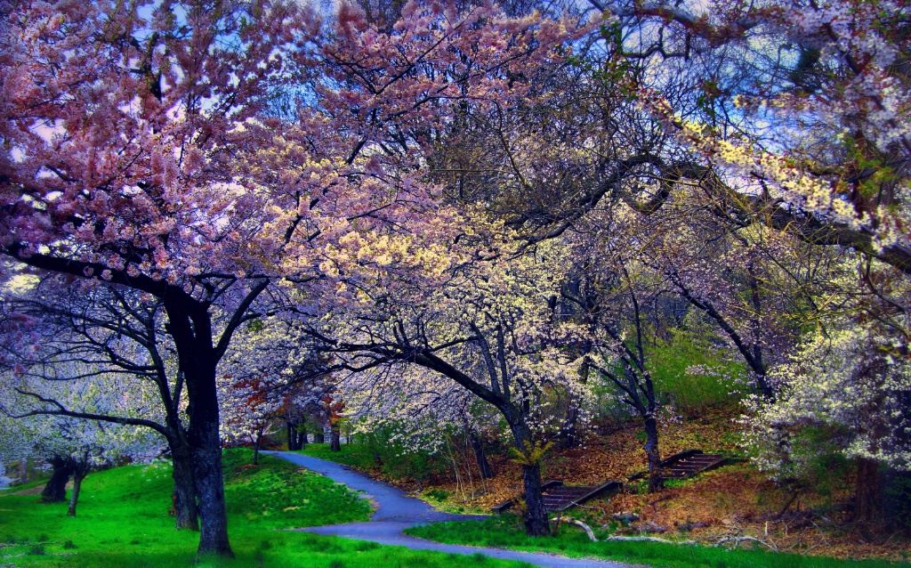 Springtime in the Park