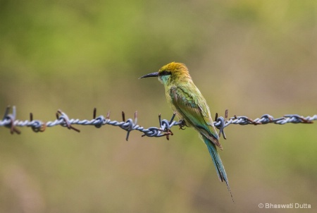 Bee-eater