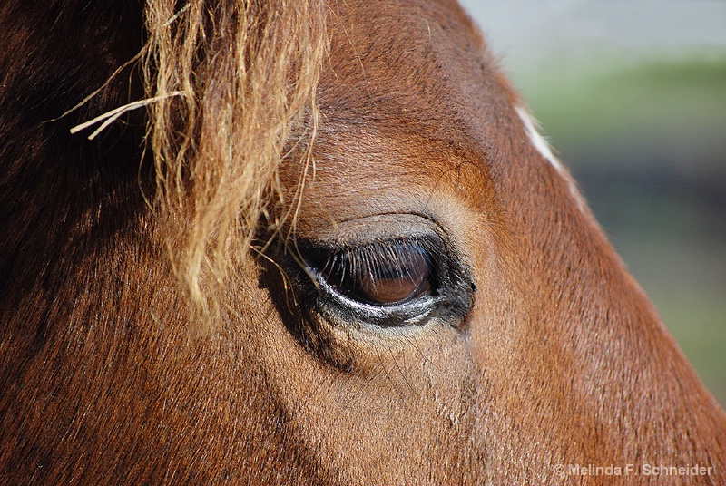 Equine Eye