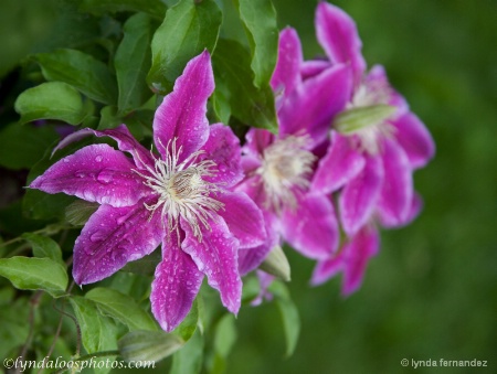 Rain Drops on Petals