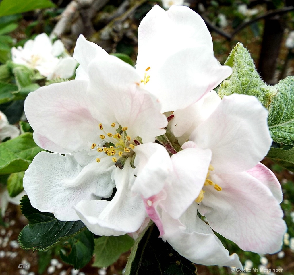 APPLE BLOSSOM 16.JPG