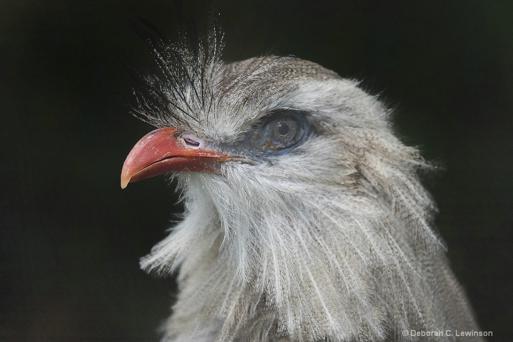 Portrait of Red-shouldered Hawk