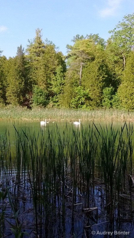 Swan Family cruising Outlet River