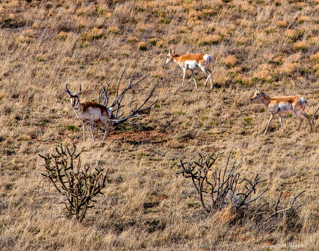 Antelope (Prong Horn) New Mexico - ID: 15156452 © John A. Roquet