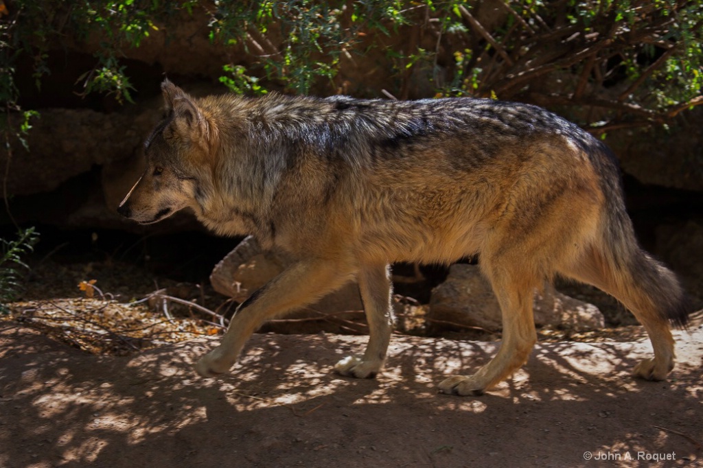 Mexican Gray Wolf - Desert Wildlife Museum - ID: 15156466 © John A. Roquet