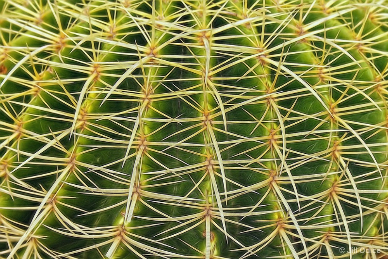 Golden Ball Cactus (Echinocactus grusonii)