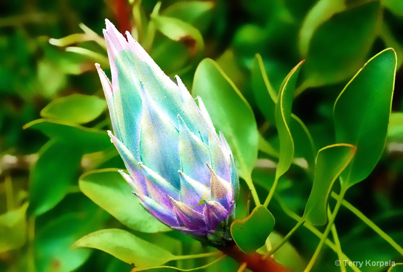 Taken at Kula Botanical Garden, Maui - ID: 15156651 © Terry Korpela