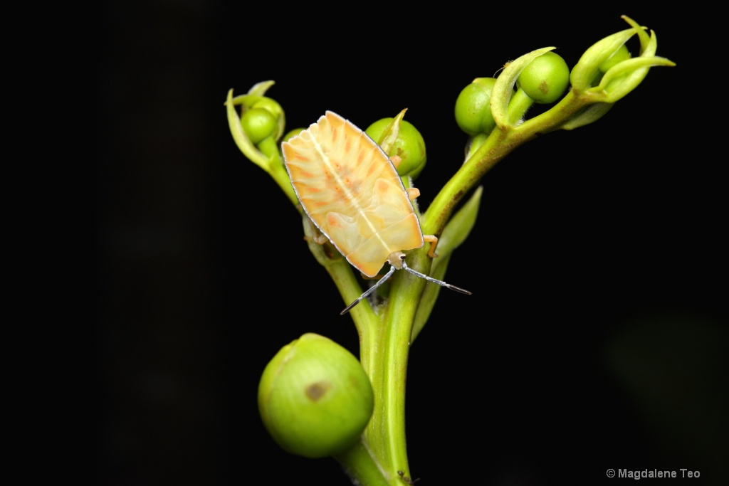 Minimalist Macro - Bug on Green Branch 