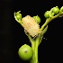 © Magdalene Teo PhotoID # 15156752: Minimalist Macro - Bug on Green Branch 
