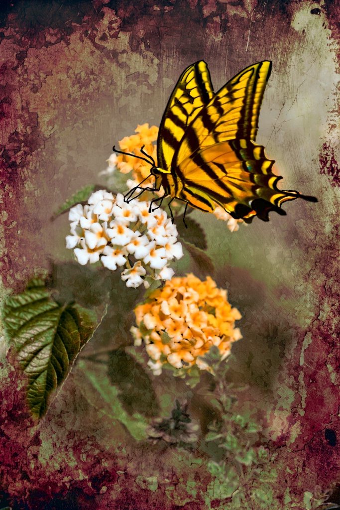 Lantana and Incoming Butterfly