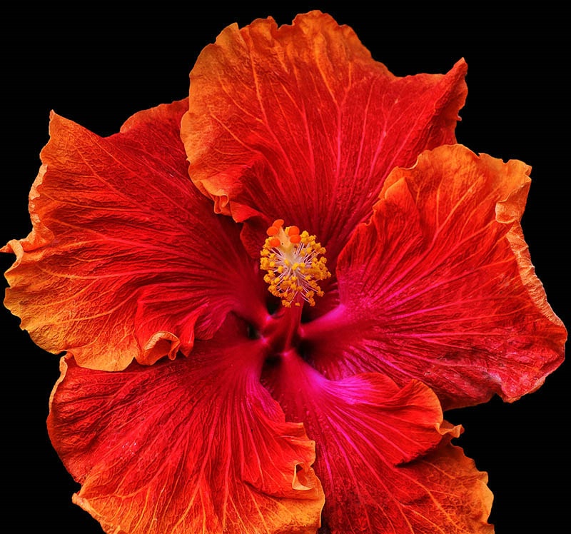 San Diego Hibiscus