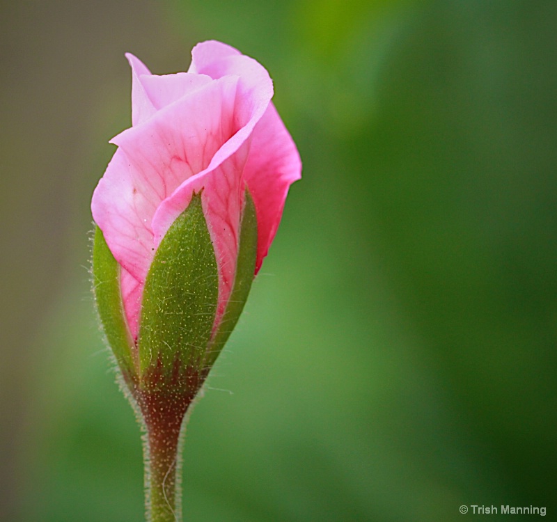 Pink Bud ...