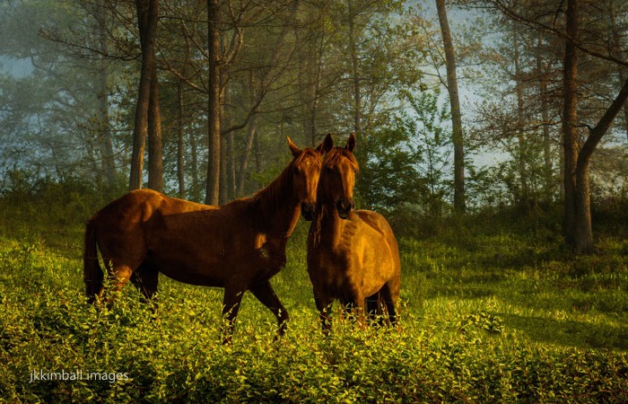 High Mountain Pasture