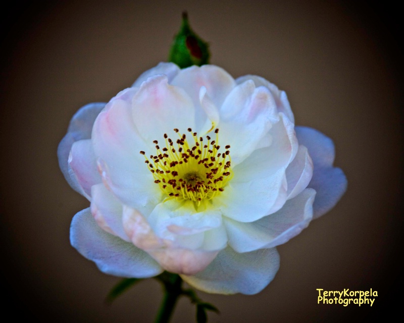 A Nice Rose - ID: 15157152 © Terry Korpela