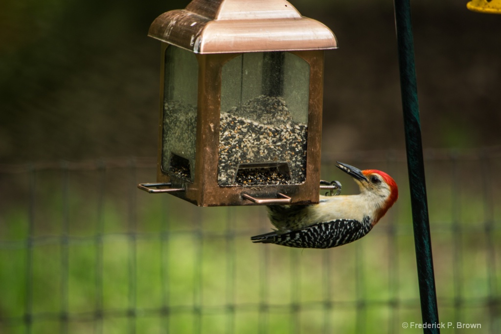 Woodpecker at the bird feeder--1-1