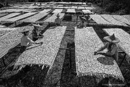 Drying fish